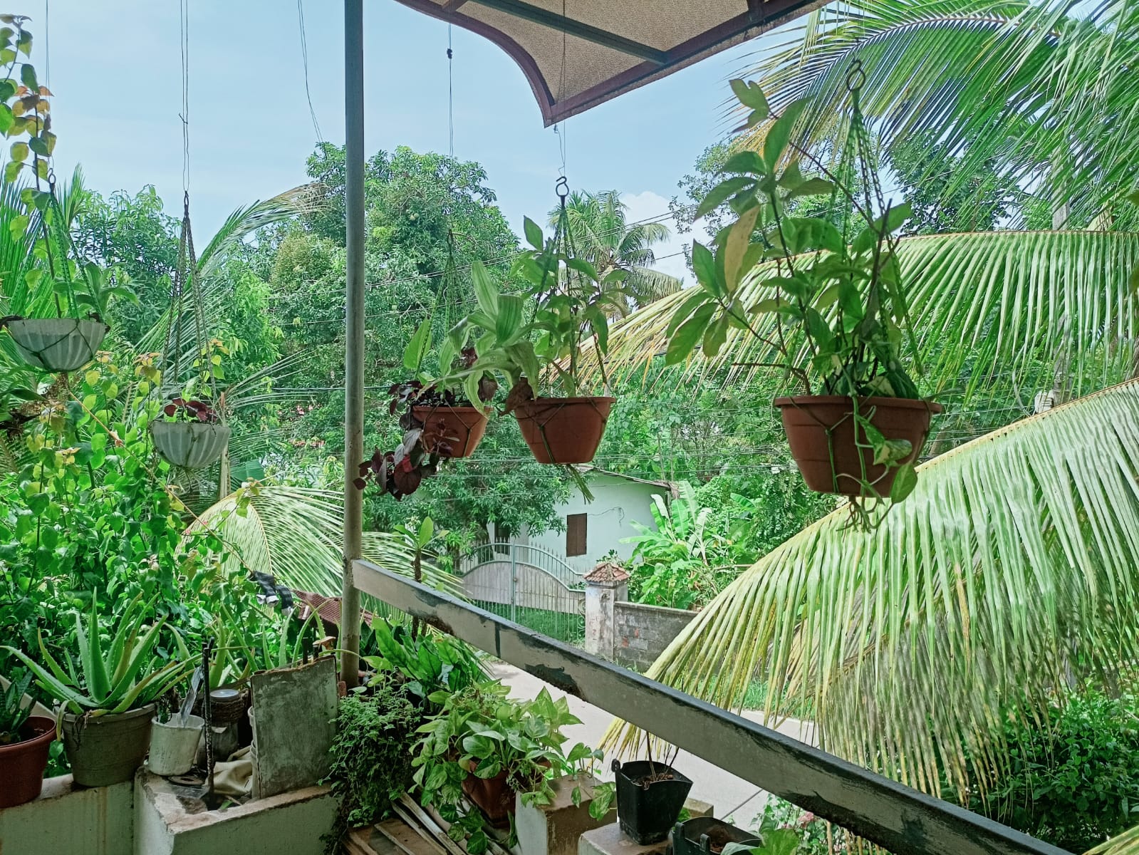 Lush tropical garden at our Kerala village homestay.